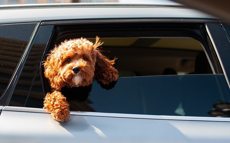 Auto abschleppen mit Hund